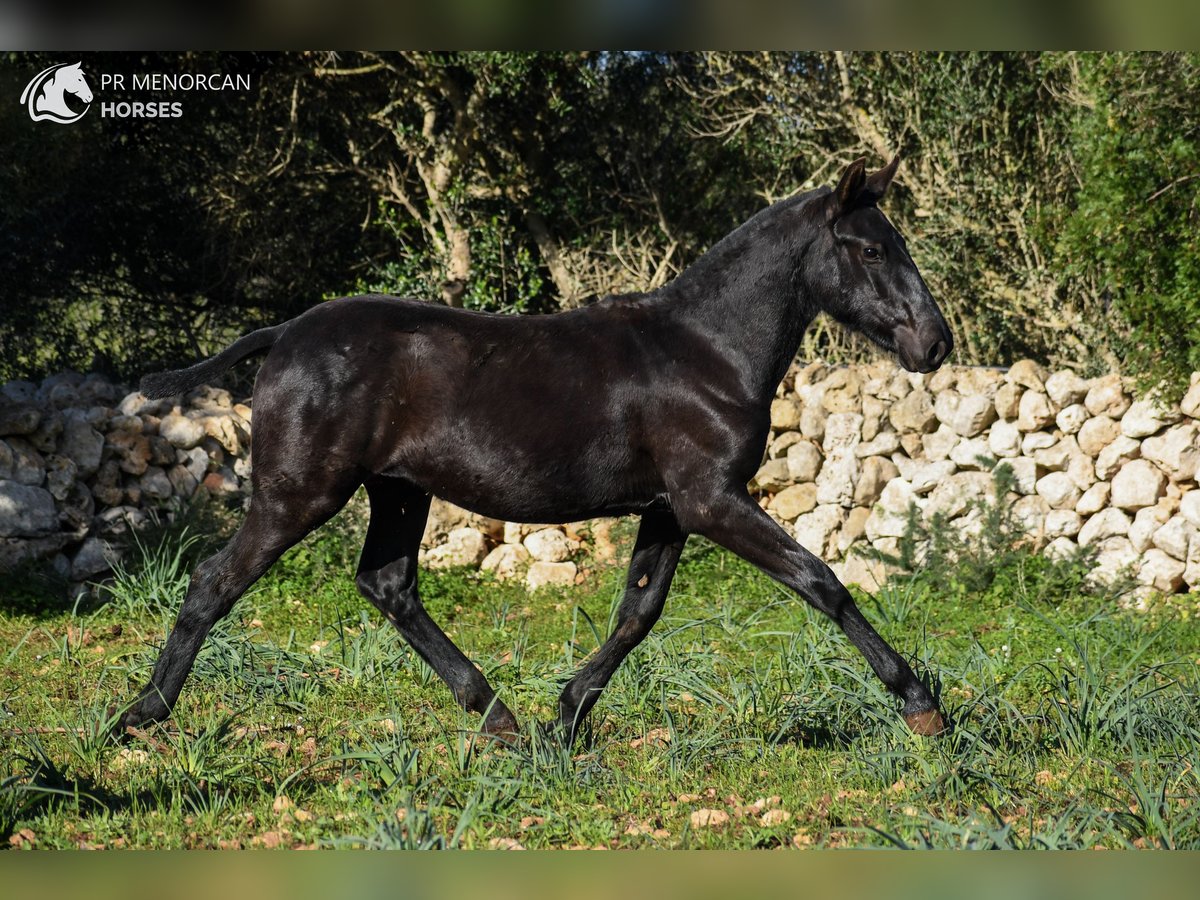 Menorcaanse Merrie 1 Jaar 160 cm Zwart in Menorca