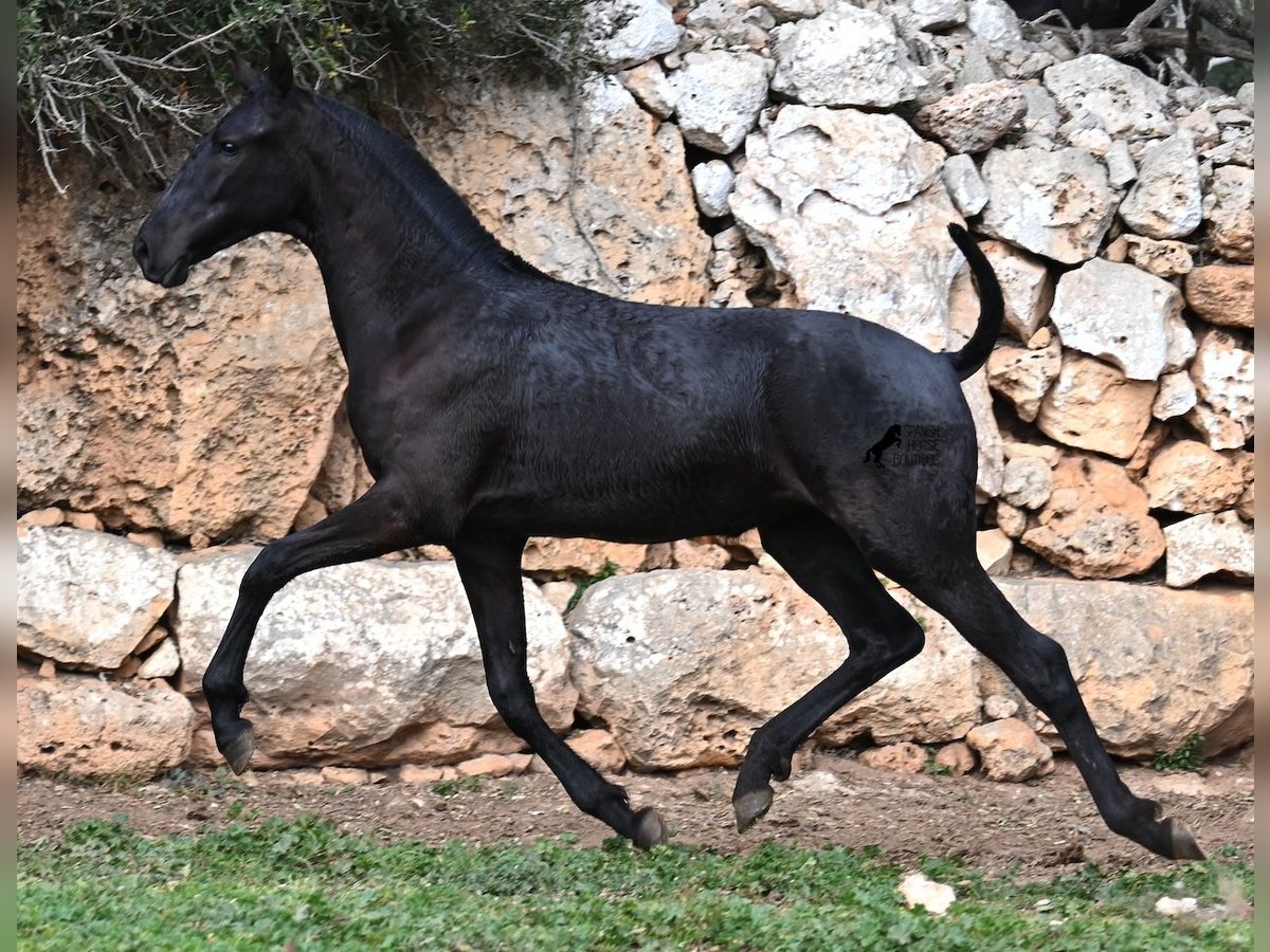 Menorcaanse Merrie 1 Jaar 160 cm Zwart in Menorca