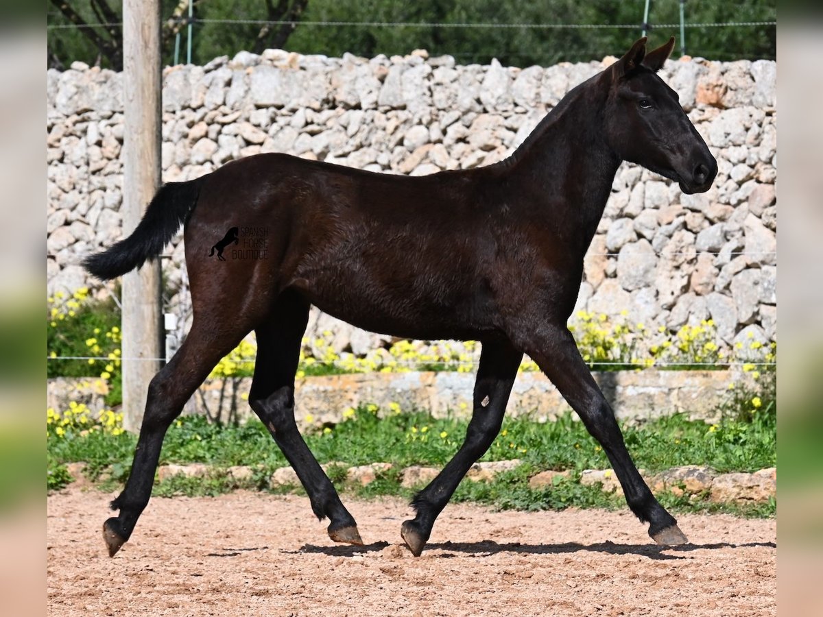 Menorcaanse Merrie 1 Jaar 160 cm Zwart in Menorca