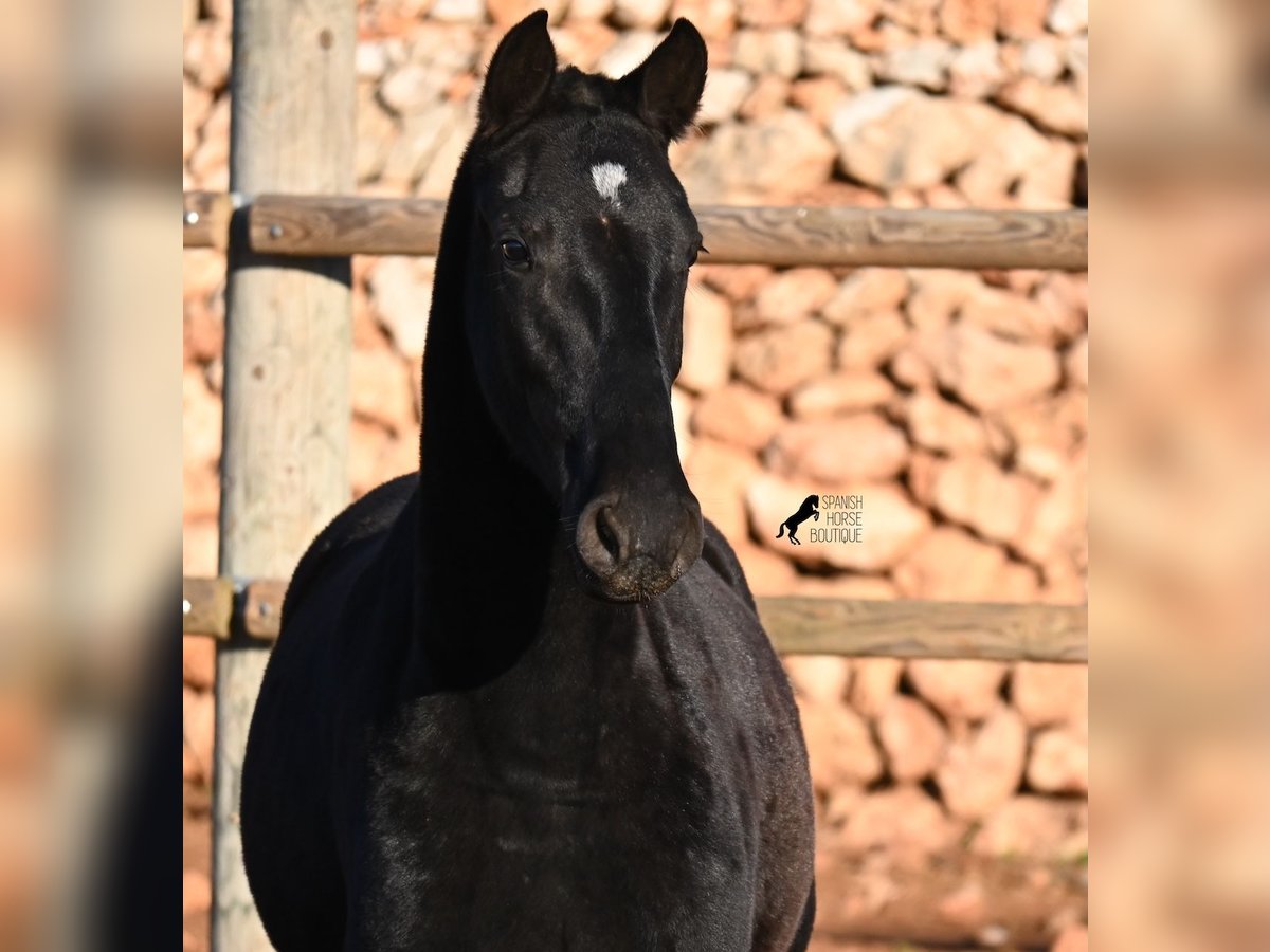 Menorcaanse Merrie 1 Jaar 160 cm Zwart in Menorca