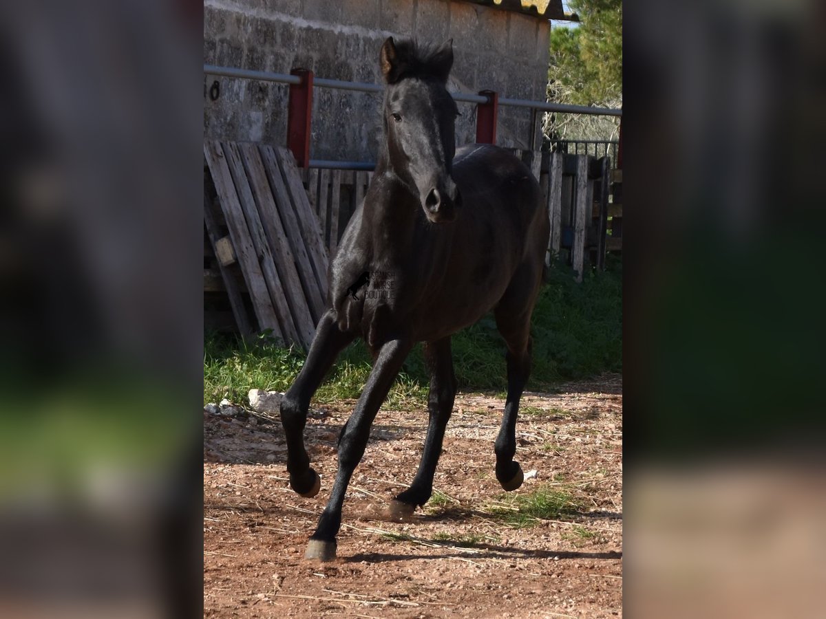 Menorcaanse Merrie 1 Jaar 160 cm Zwart in Menorca