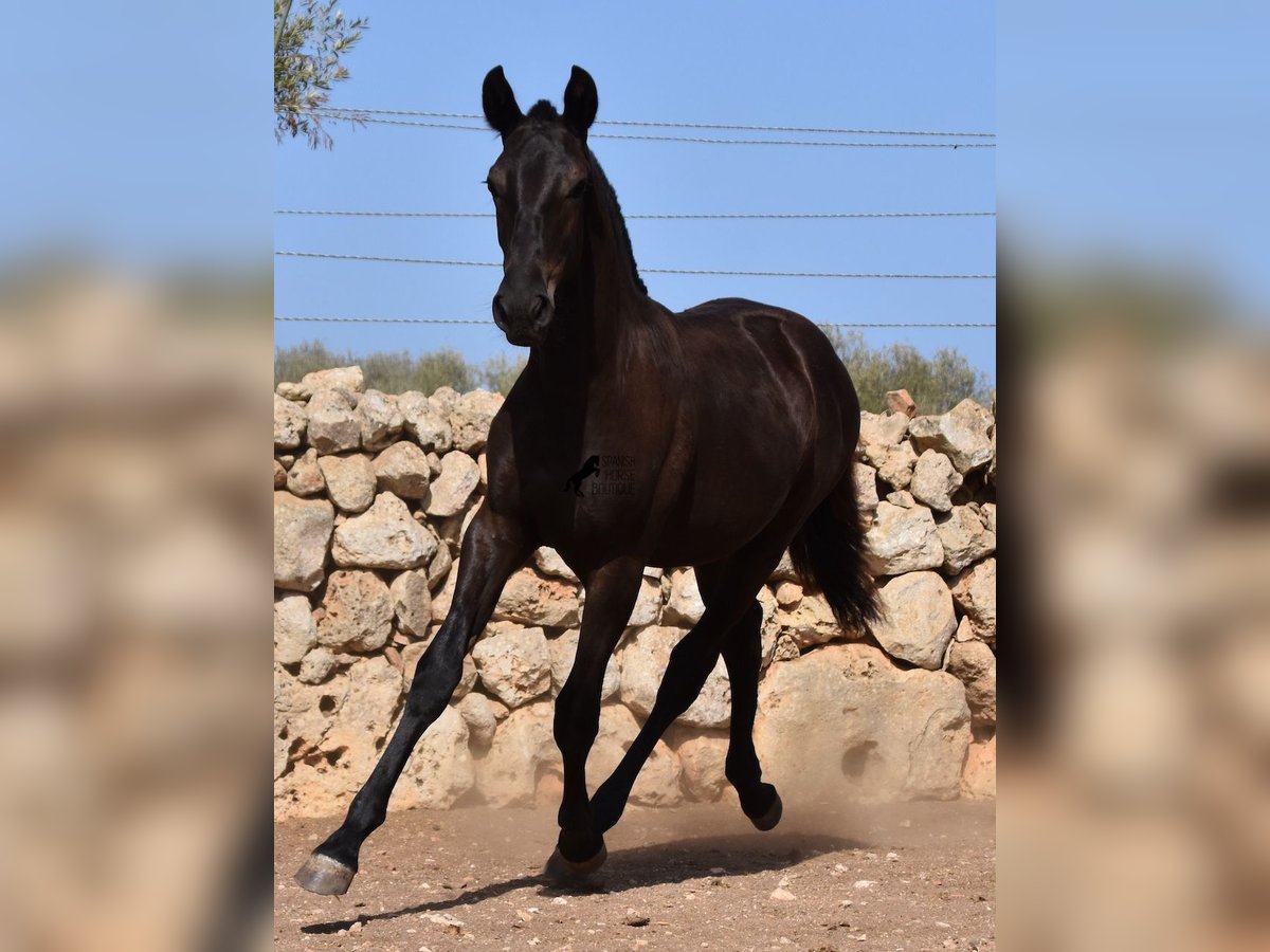 Menorcaanse Merrie 1 Jaar 160 cm Zwart in Menorca