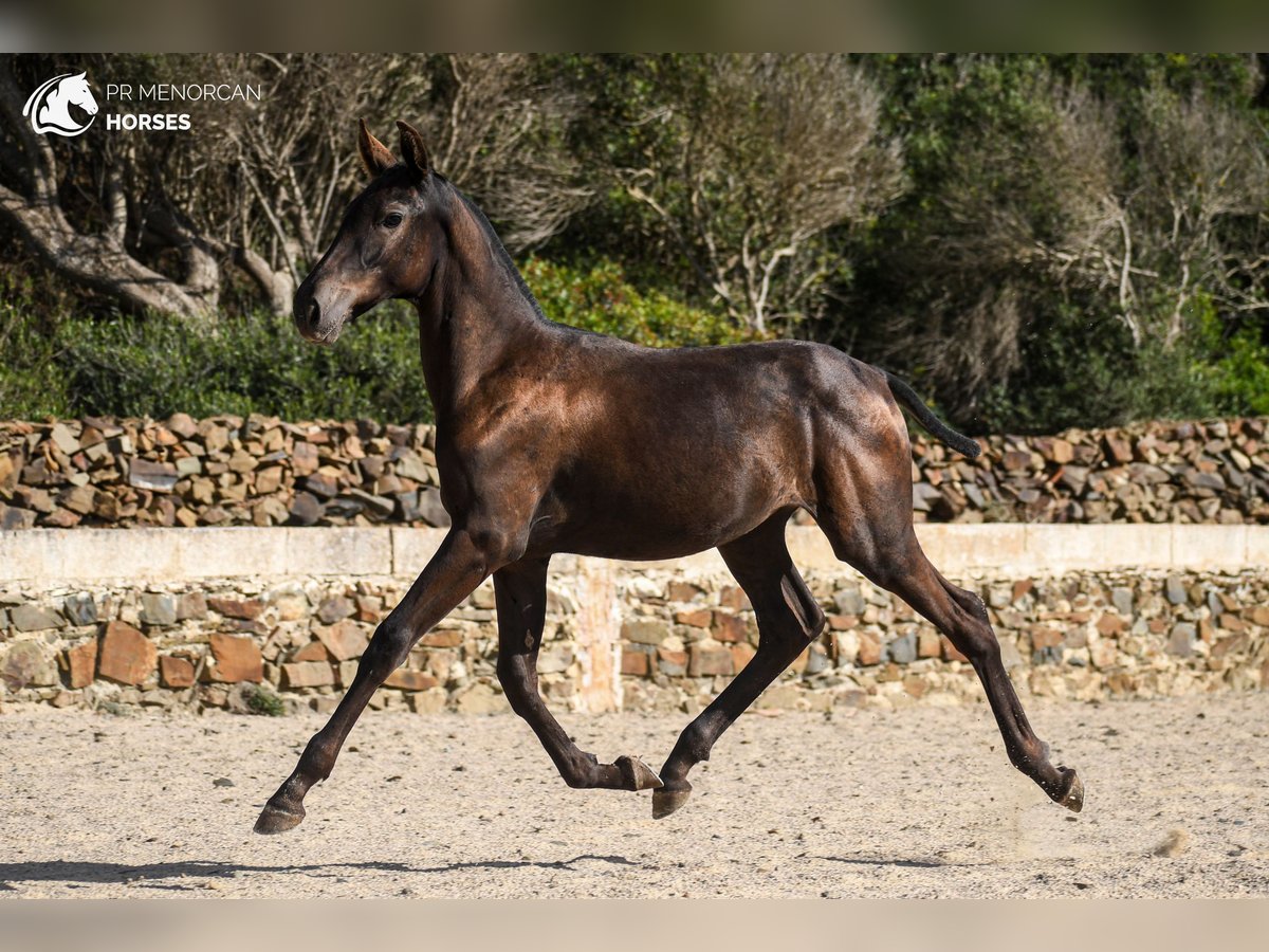 Menorcaanse Merrie 1 Jaar 162 cm Zwart in Menorca