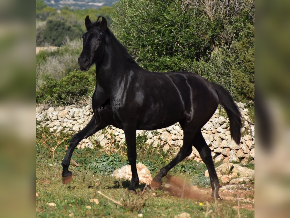 Menorcaanse Merrie 1 Jaar 163 cm Zwart in Menorca