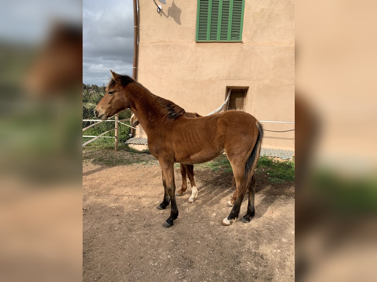 Menorcaanse Mix Merrie 1 Jaar Roodbruin in Llucmajor