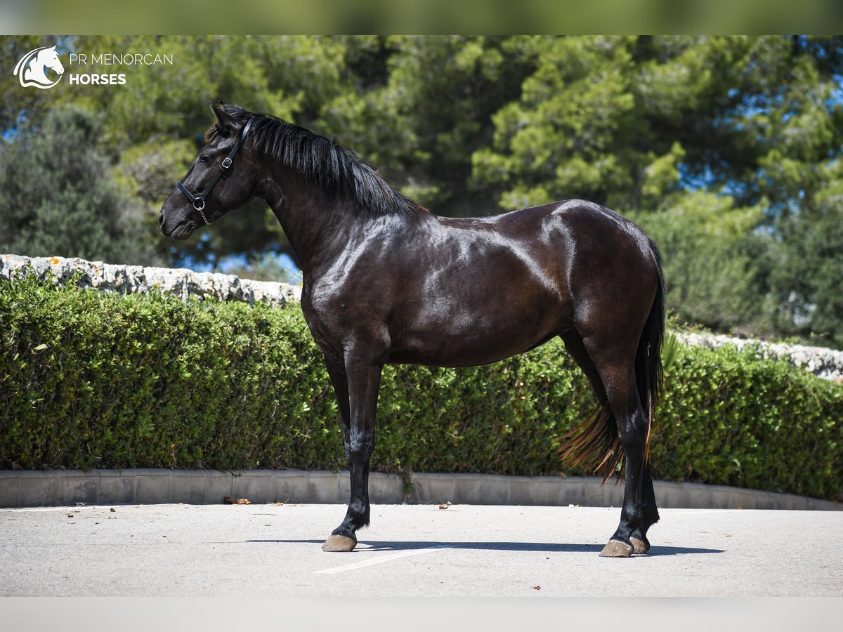 Menorcaanse Merrie 2 Jaar 154 cm Zwart in Menorca