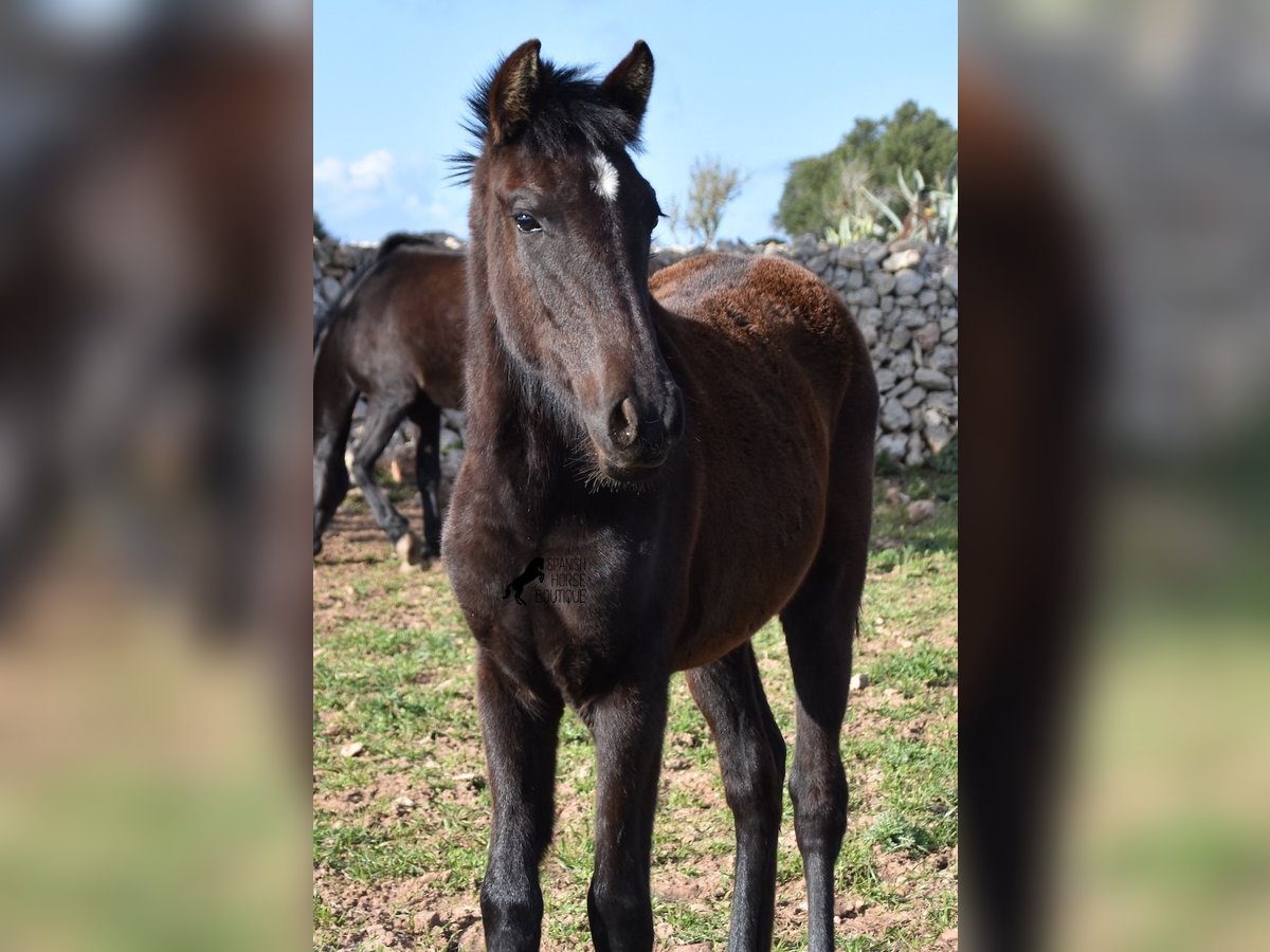 Menorcaanse Merrie 2 Jaar 158 cm Zwart in Menorca