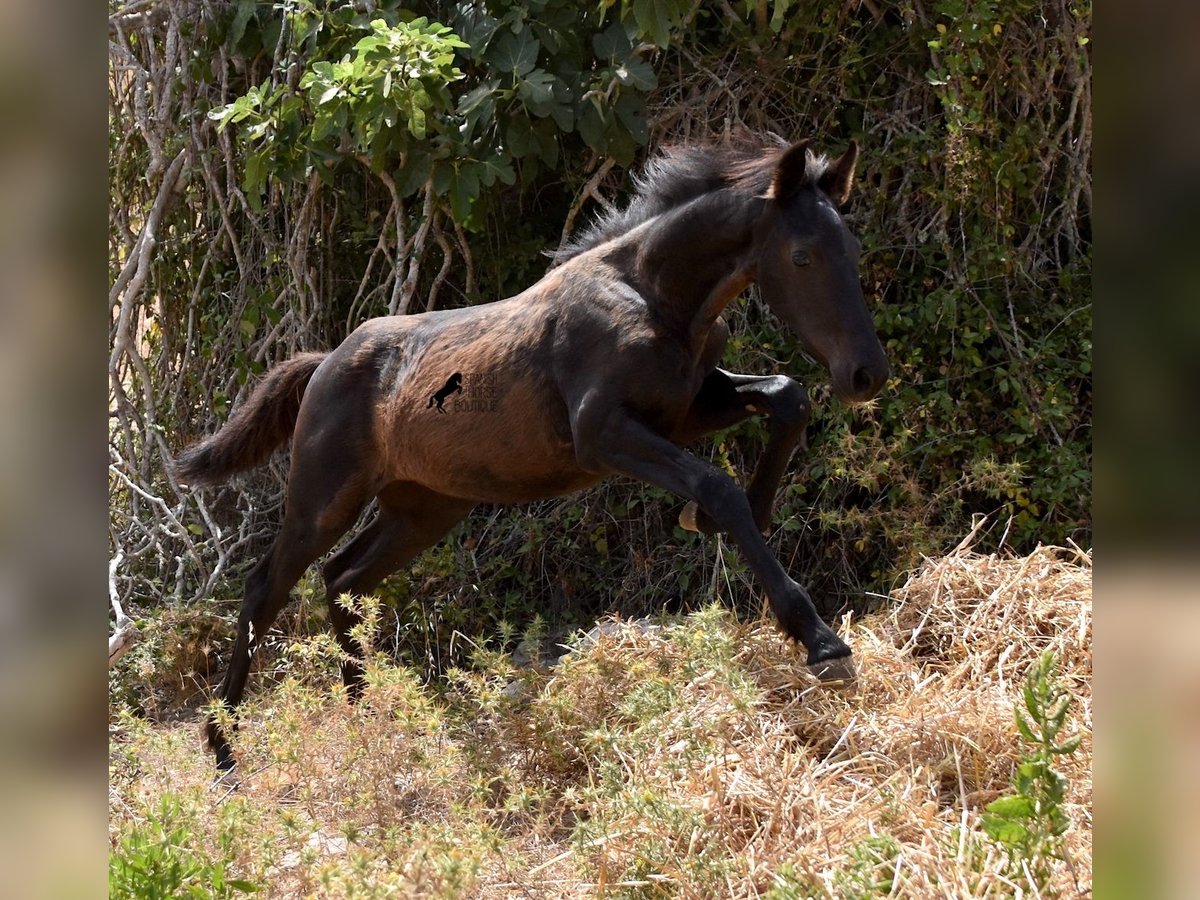 Menorcaanse Mix Merrie 2 Jaar 160 cm Zwart in Menorca