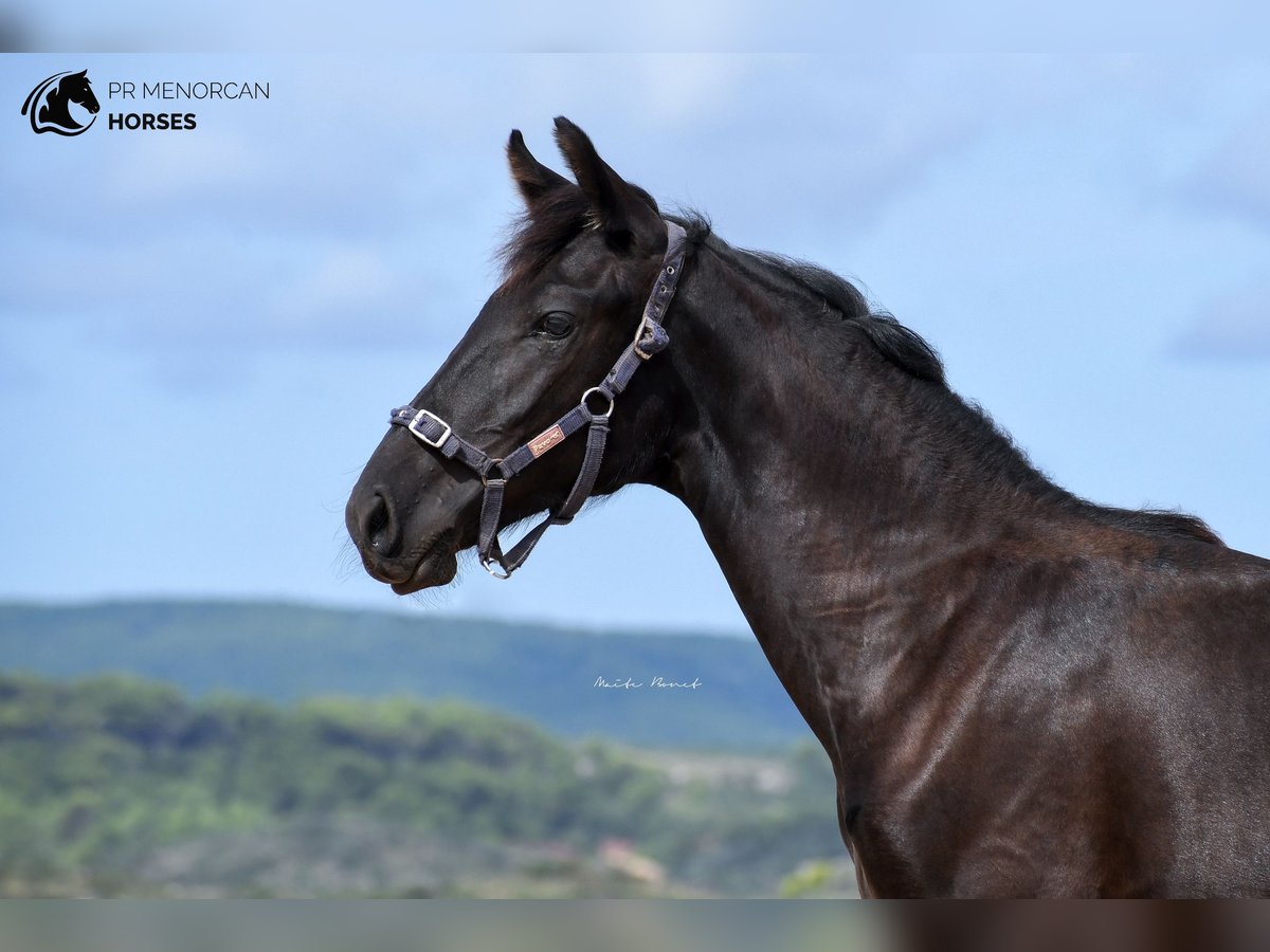 Menorcaanse Merrie 2 Jaar 161 cm Zwart in Menorca