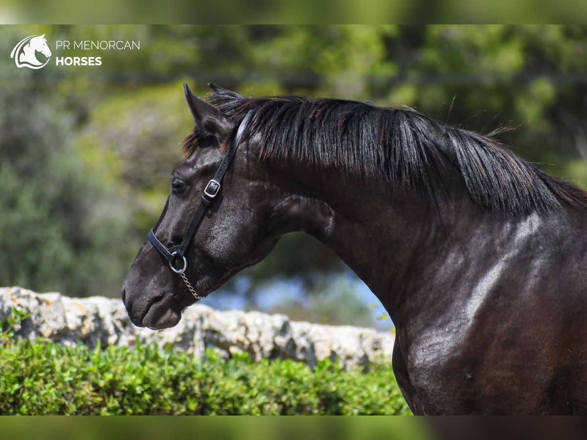 Menorcaanse Merrie 3 Jaar 153 cm Zwart in Ciutadella De Menorca
