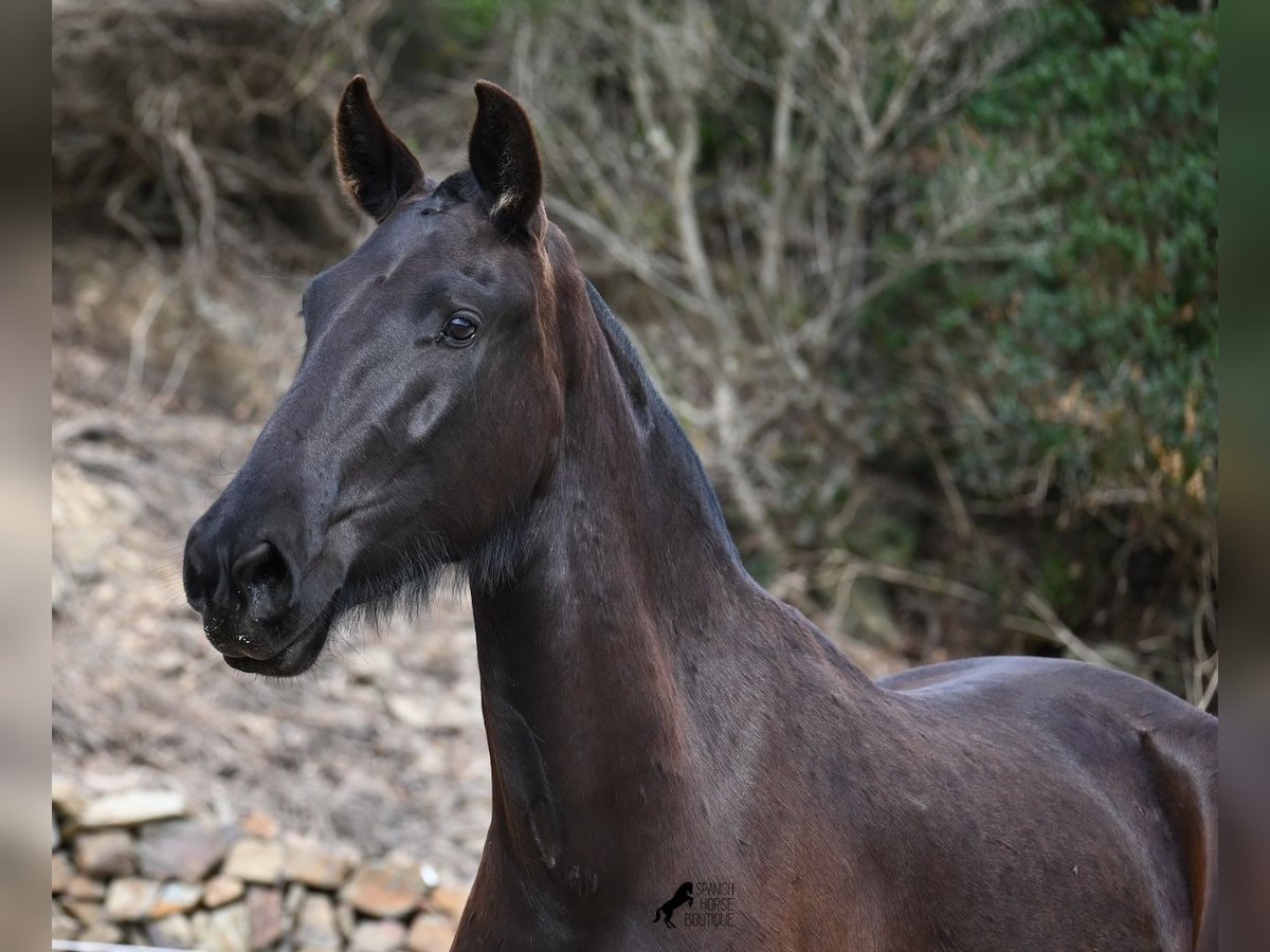 Menorcaanse Merrie 3 Jaar 155 cm Zwart in Menorca