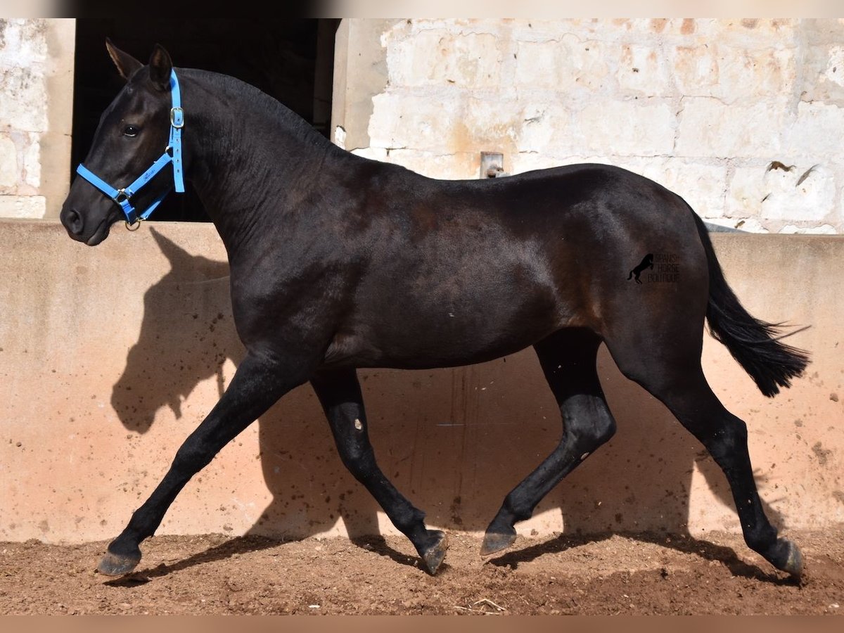 Menorcaanse Merrie 3 Jaar 155 cm Zwart in Menorca