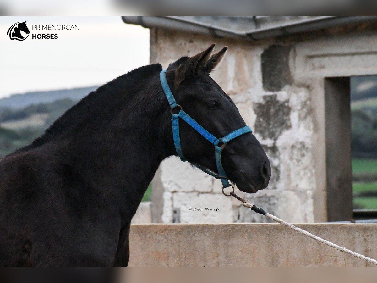 Menorcaanse Merrie 3 Jaar 159 cm Zwart in Menorca