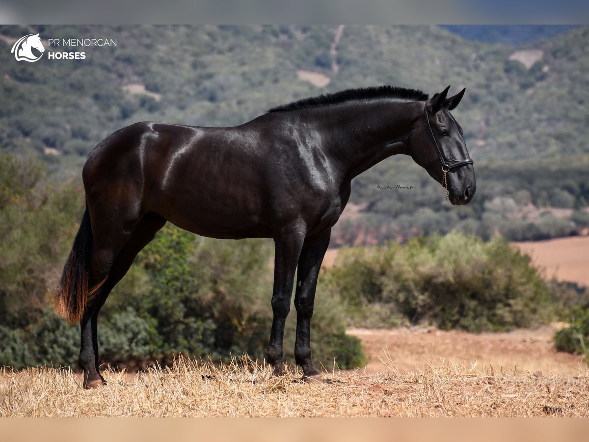 Menorcaanse Merrie 3 Jaar 174 cm Zwart in Menorca