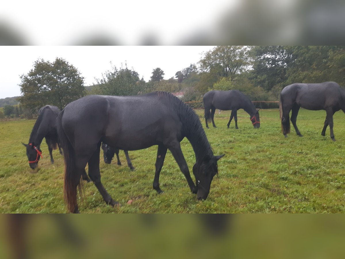 Menorcaanse Merrie 4 Jaar 155 cm Zwart in Beveuge