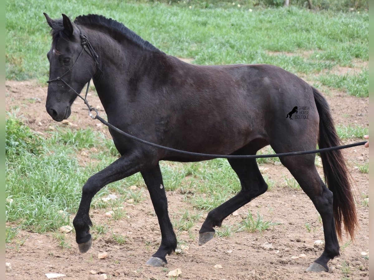 Menorcaanse Merrie 5 Jaar 154 cm Zwart in Menorca