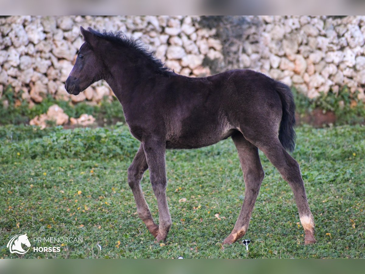 Menorcaanse Mix Merrie  158 cm Zwart in Menorca