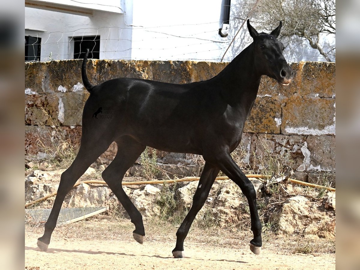 Menorcaanse Merrie Veulen (02/2025) 162 cm Zwart in Menorca