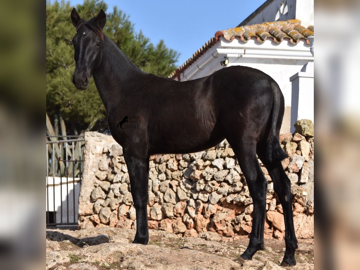 Menorcaanse Merrie veulen (02/2024) 162 cm Zwart in Menorca