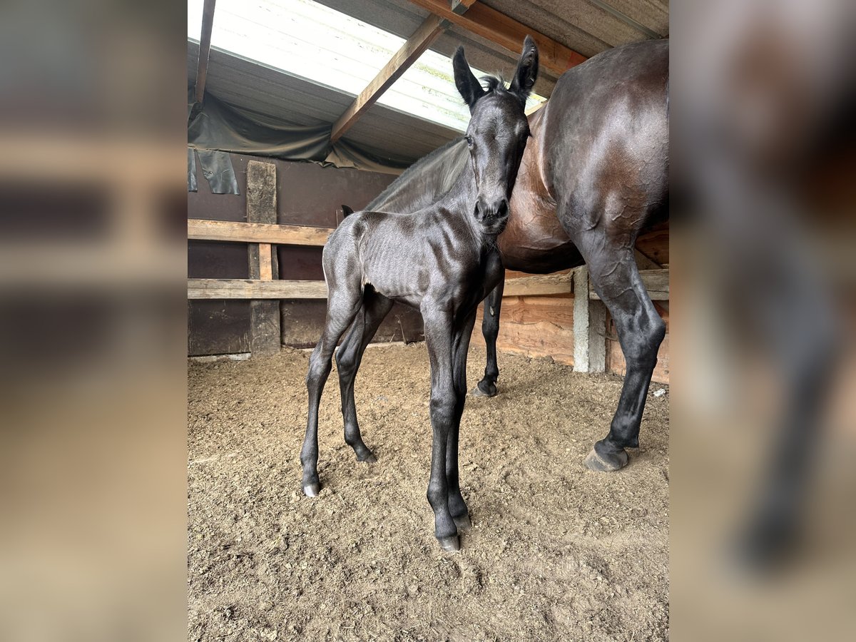 Menorcaanse Merrie Veulen (07/2025) 165 cm Zwart in Ninove