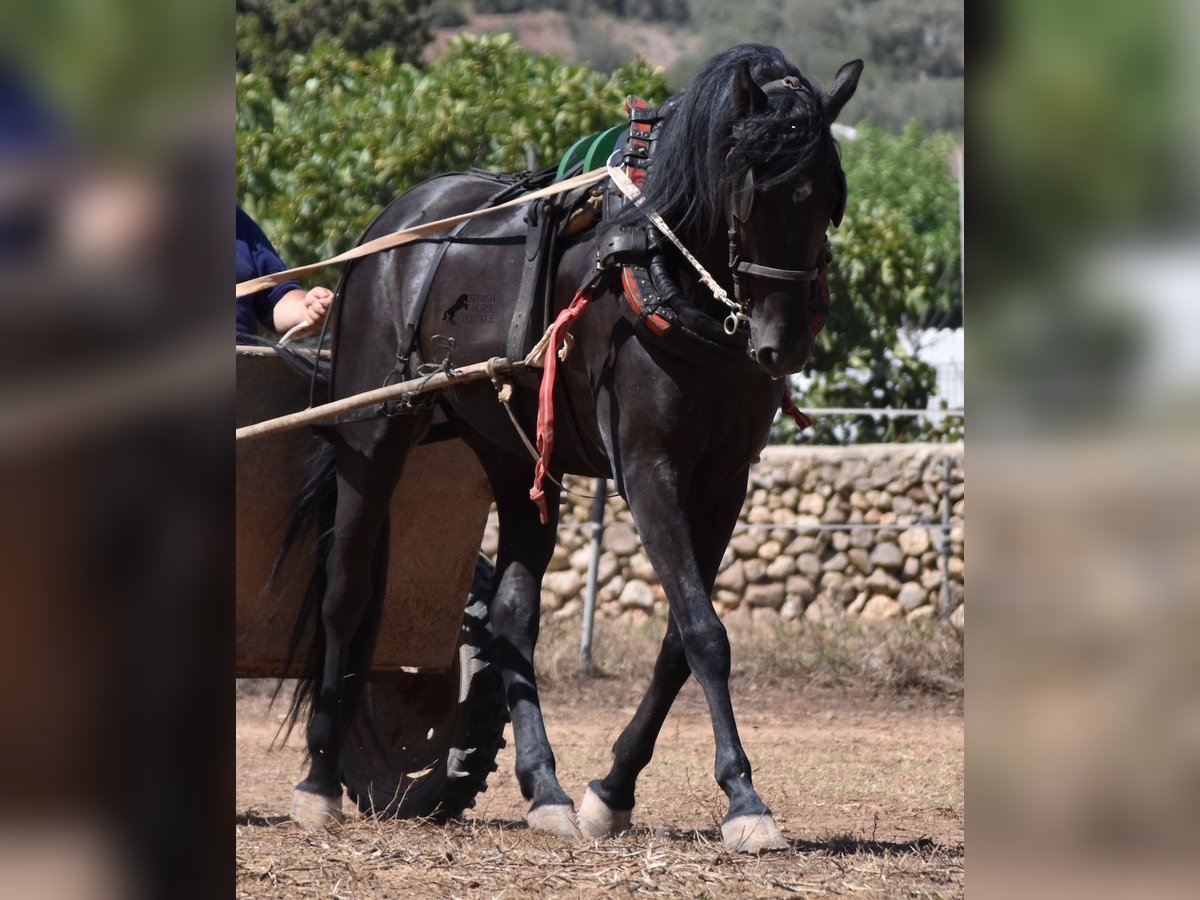 Menorcaanse Ruin 4 Jaar 158 cm Zwart in Menorca