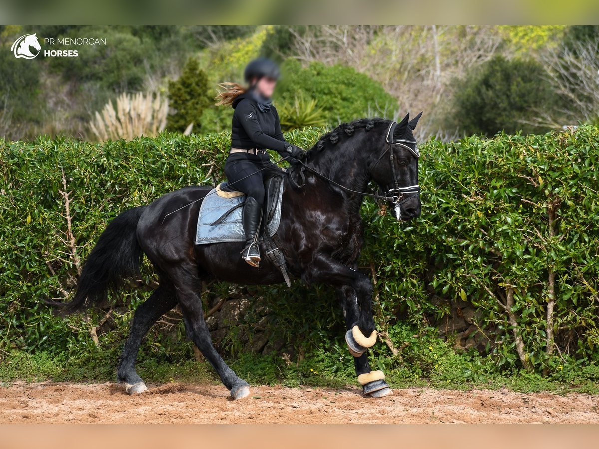 Menorquín Caballo castrado 17 años 165 cm Negro in Menorca