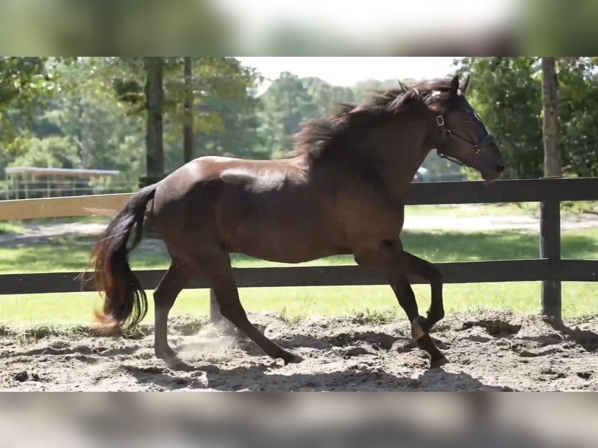 Menorquin Gelding 3 years 16 hh Black in Wagener