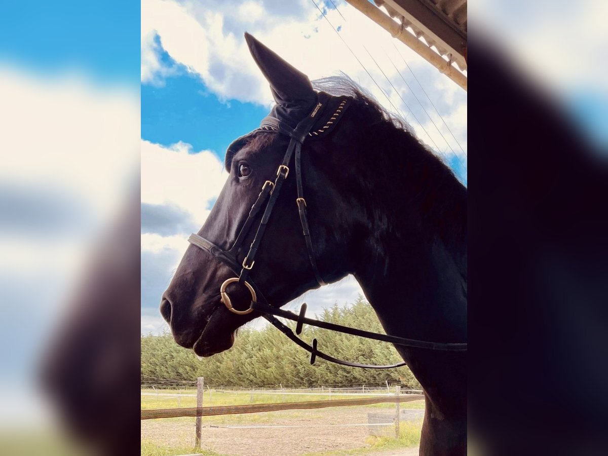 Menorquin Gelding 8 years 16,3 hh Black in Cépet