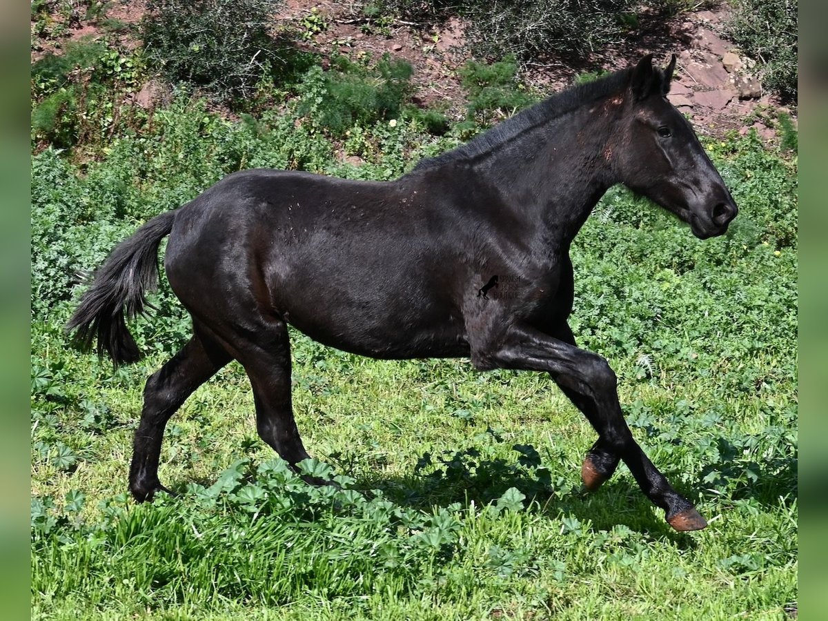 Menorquin Klacz 2 lat 163 cm Kara in Menorca