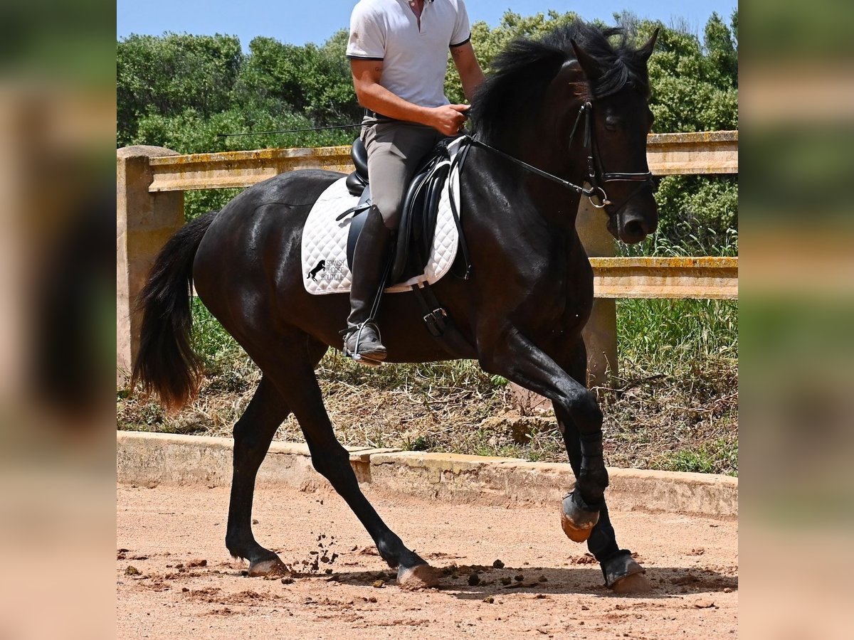 Menorquin Klacz 4 lat 165 cm Kara in Menorca