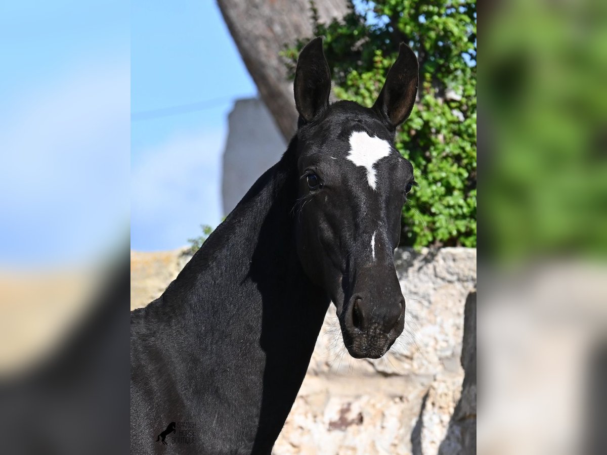 Menorquin Klacz Źrebak (03/2025) 165 cm Kara in Menorca