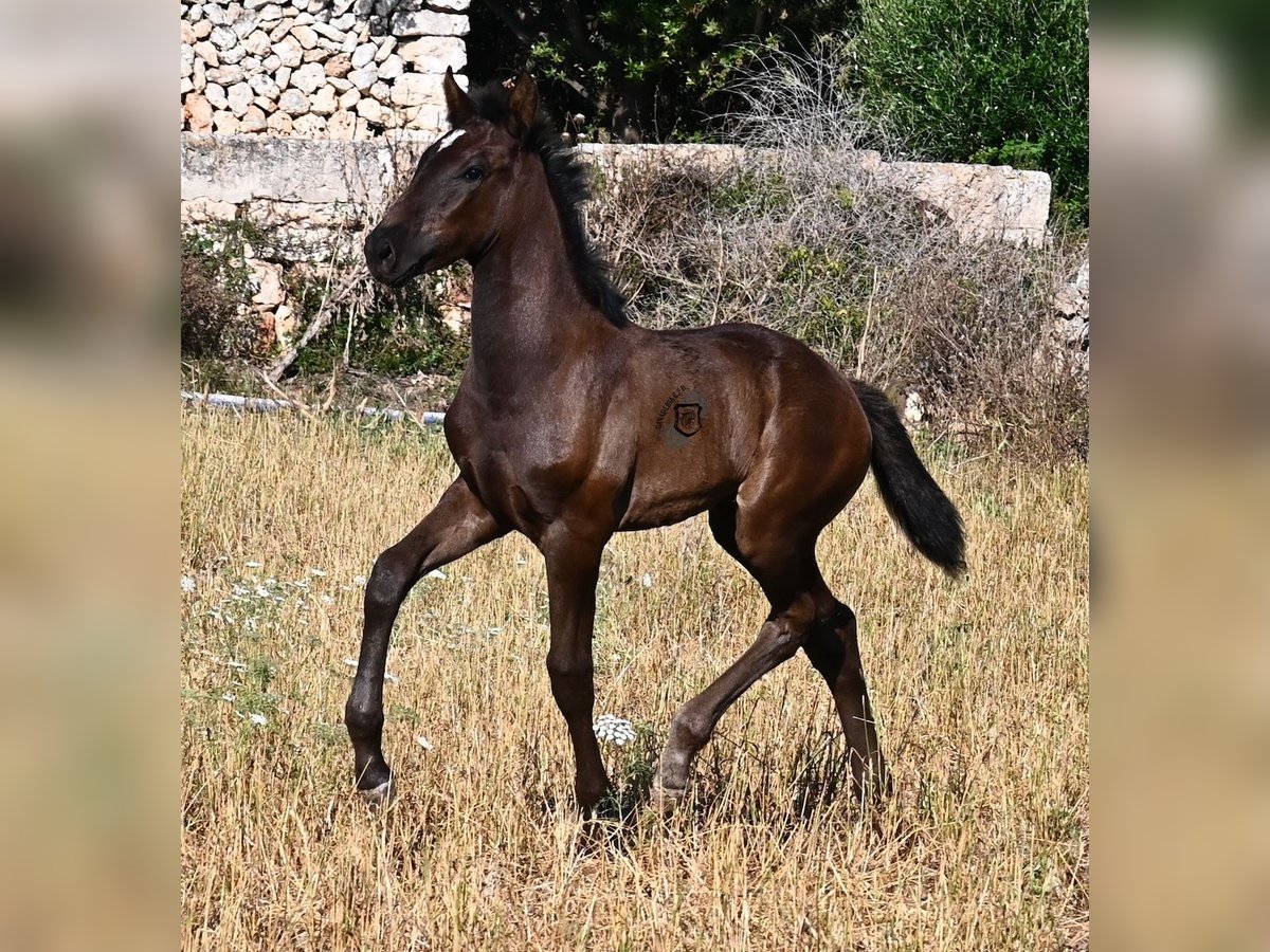 Menorquin Klacz  165 cm Kara in Menorca