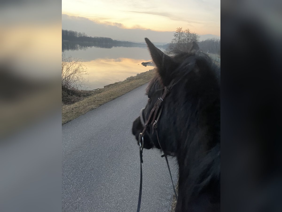 Menorquin Mare 10 years 15,2 hh Black in Herzogsdorf