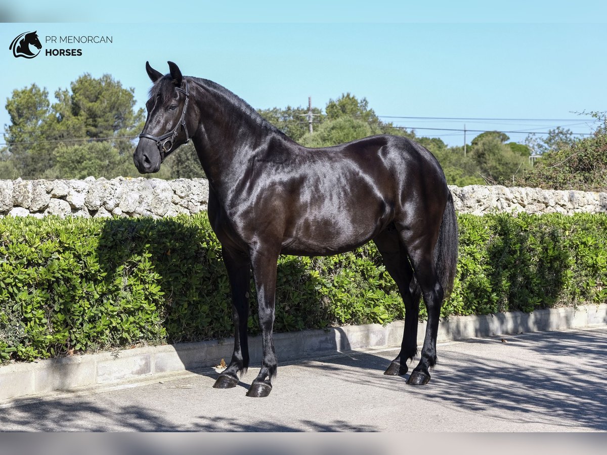 Menorquin Mare 10 years 15,2 hh Black in Kent