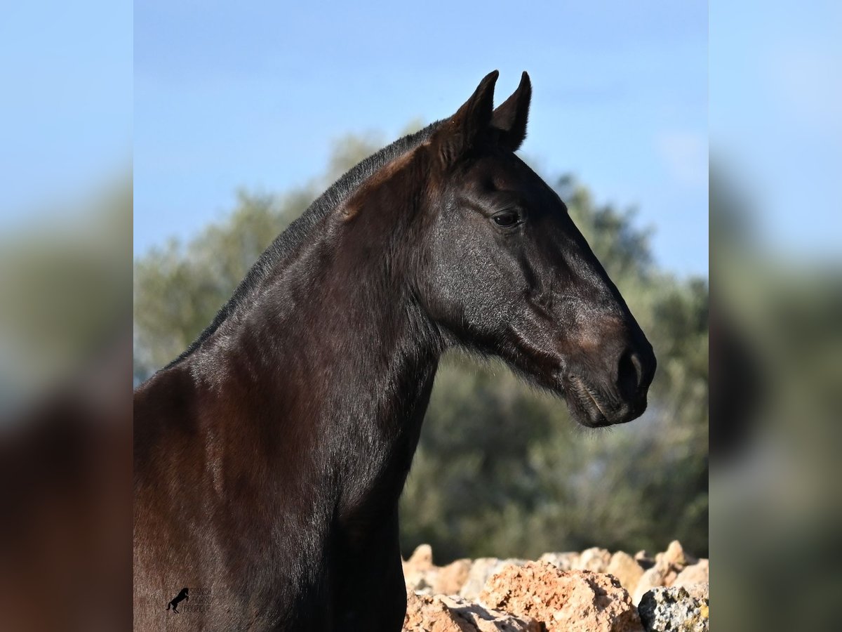 Menorquin Mare 19 years 15,2 hh Black in Menorca