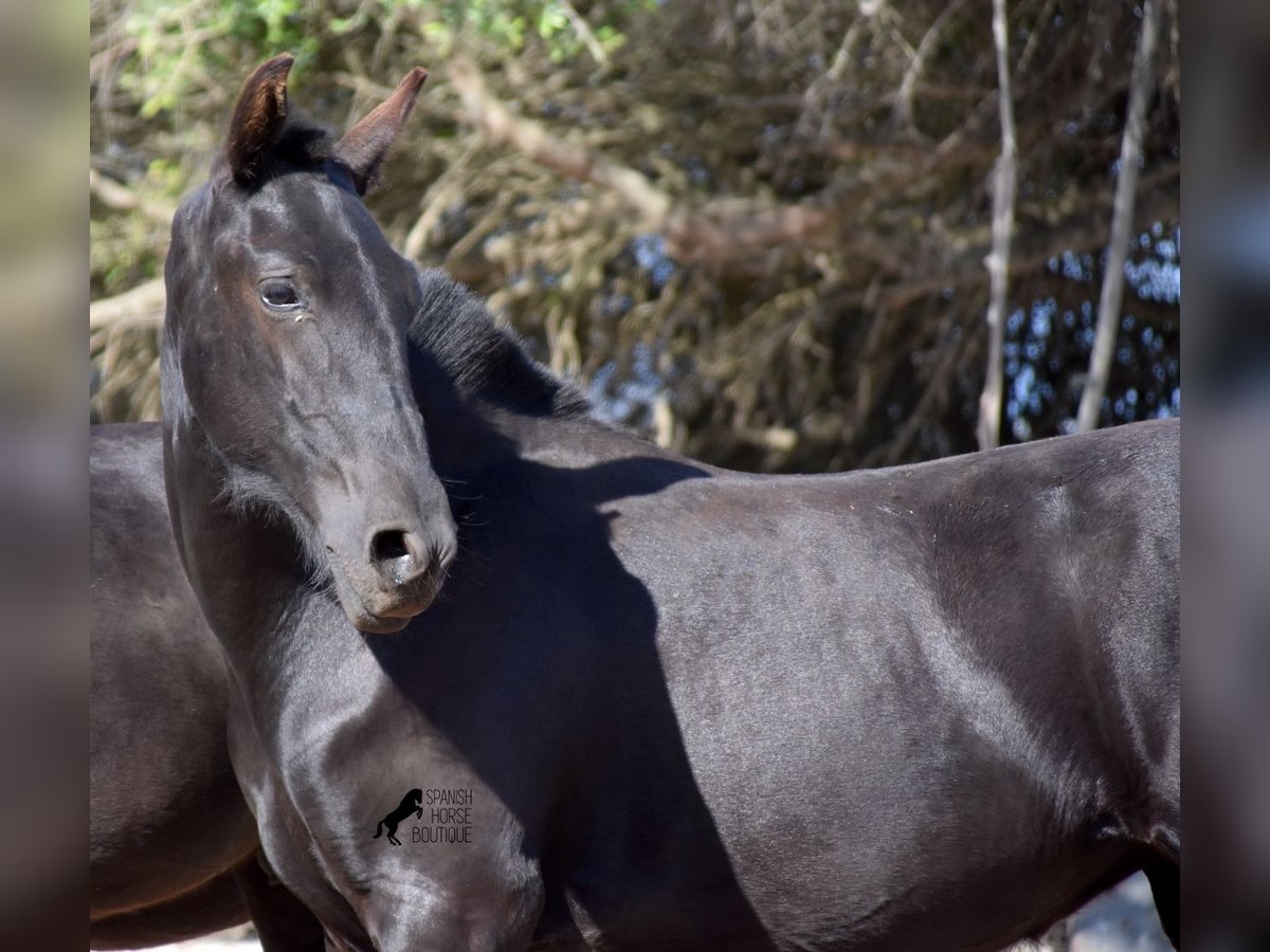 Menorquin Mare 1 year 15,2 hh Black in Menorca