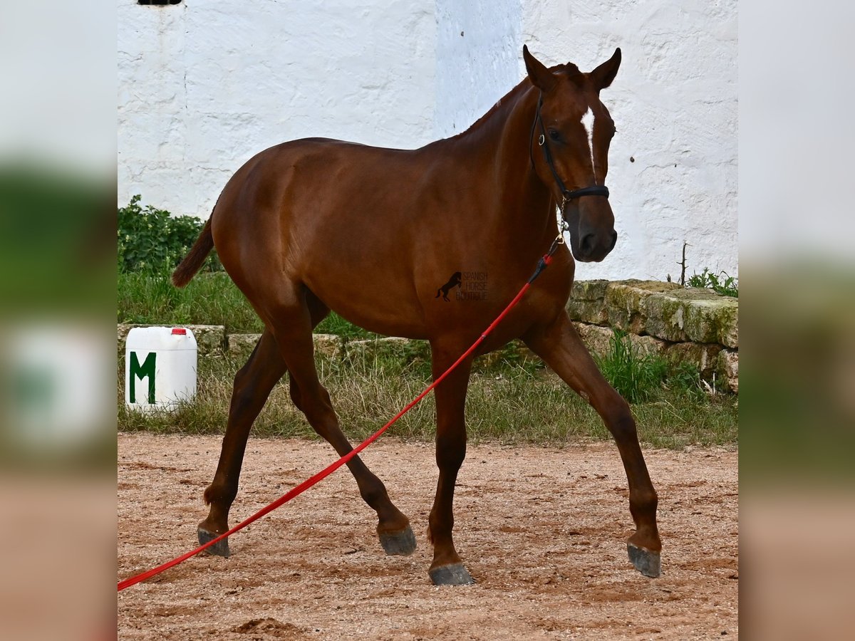 Menorquin Mare 1 year 15,2 hh Chestnut-Red in Menorca