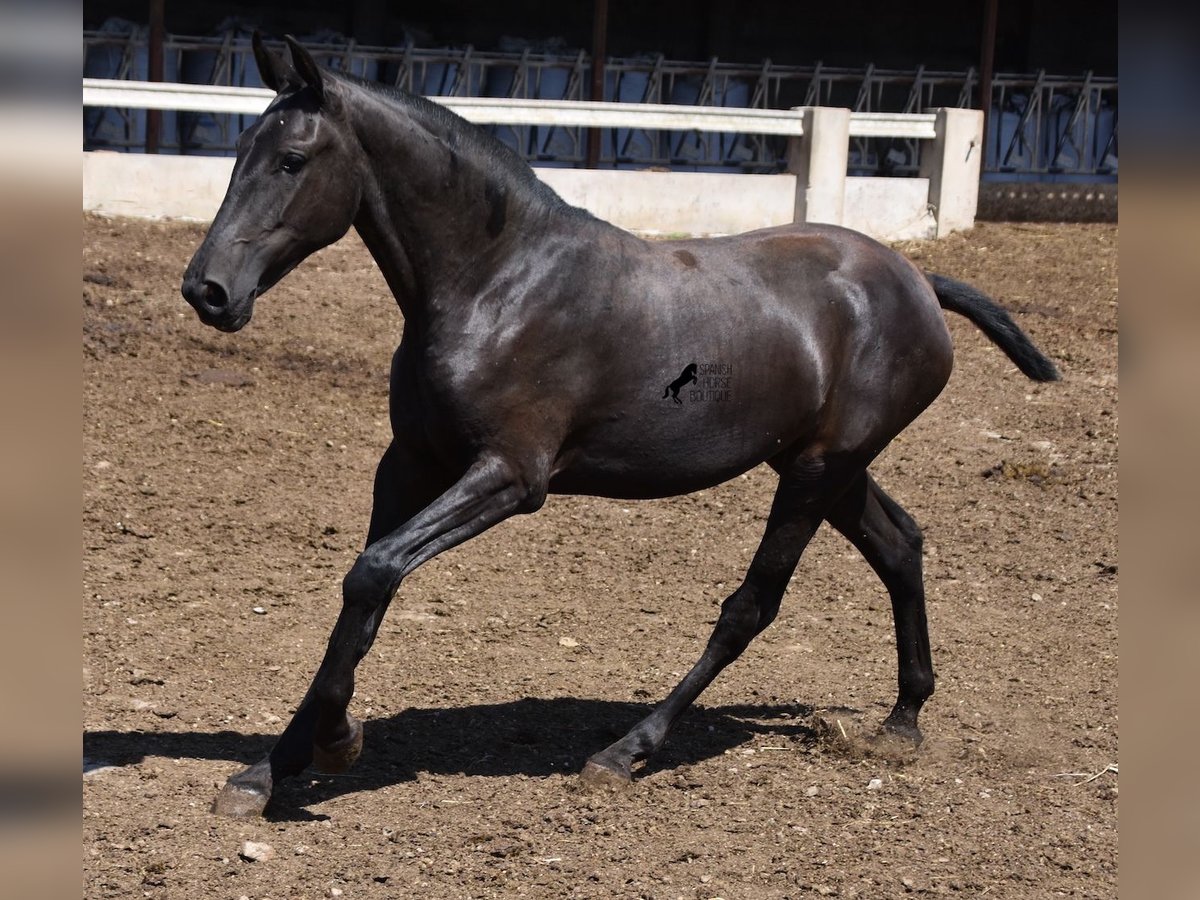 Menorquin Mare 1 year 16 hh Black in Menorca