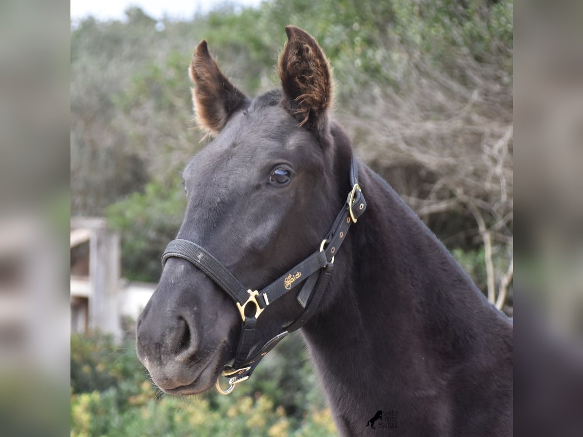 Menorquin Mare 2 years 14,3 hh Black in Menorca