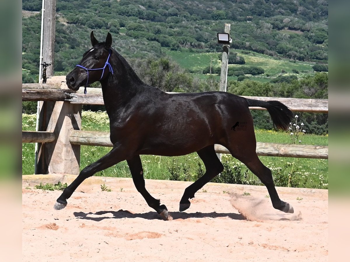 Menorquin Mare 2 years 14,3 hh Black in Menorca