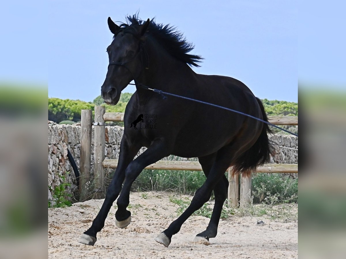 Menorquin Mare 2 years 15,2 hh Black in Menorca