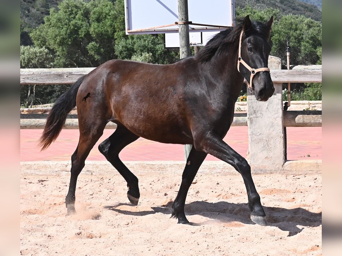 Menorquin Mare 2 years 16,2 hh Black in Menorca