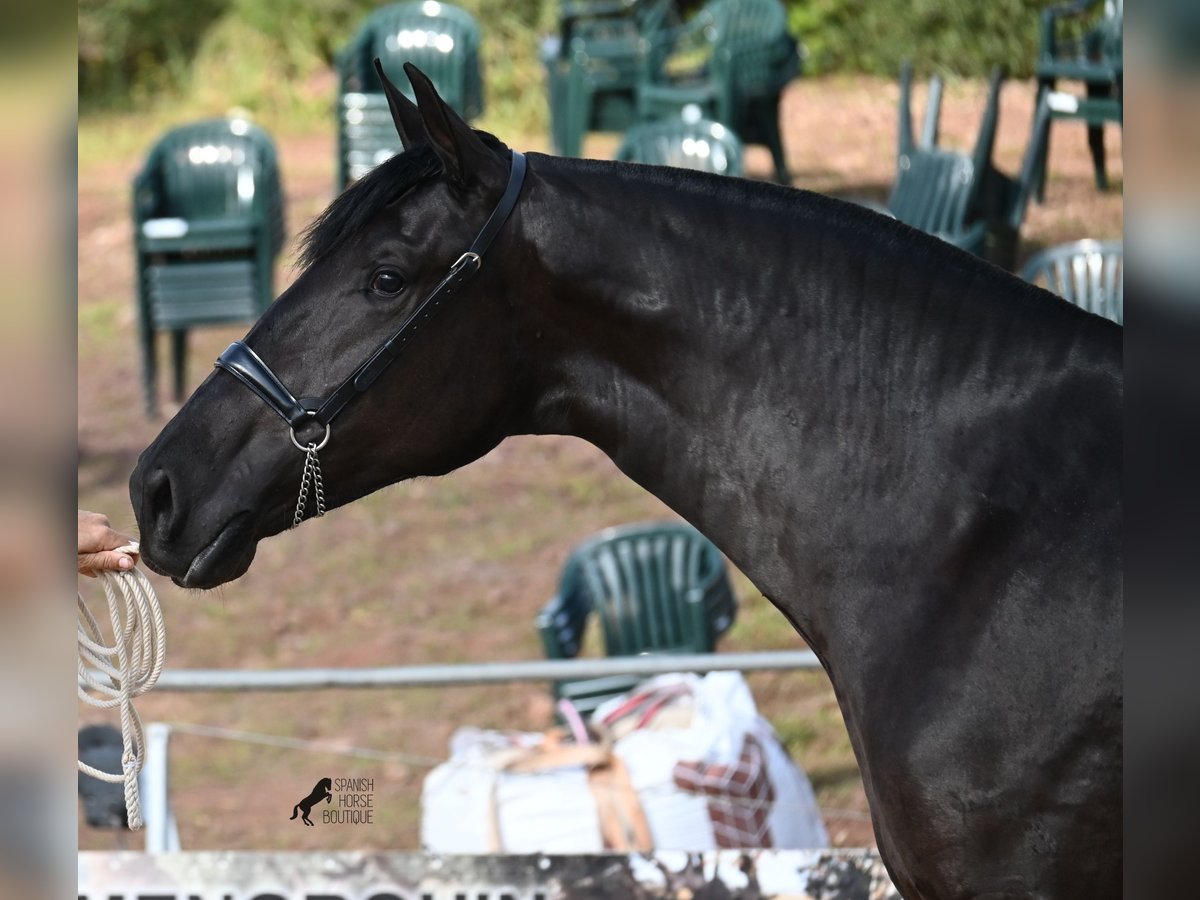 Menorquin Mare 2 years 16 hh Black in Menorca