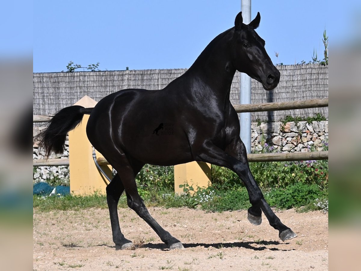 Menorquin Mare 3 years 15,2 hh Black in Menorca