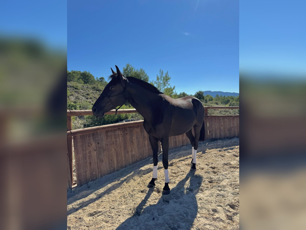 Menorquin Mare 3 years 15,2 hh Black in Saint-Clément-de-Rivière Menorquin Mare 3 years 15,2 hh Black in Saint-Clément-de-Rivière