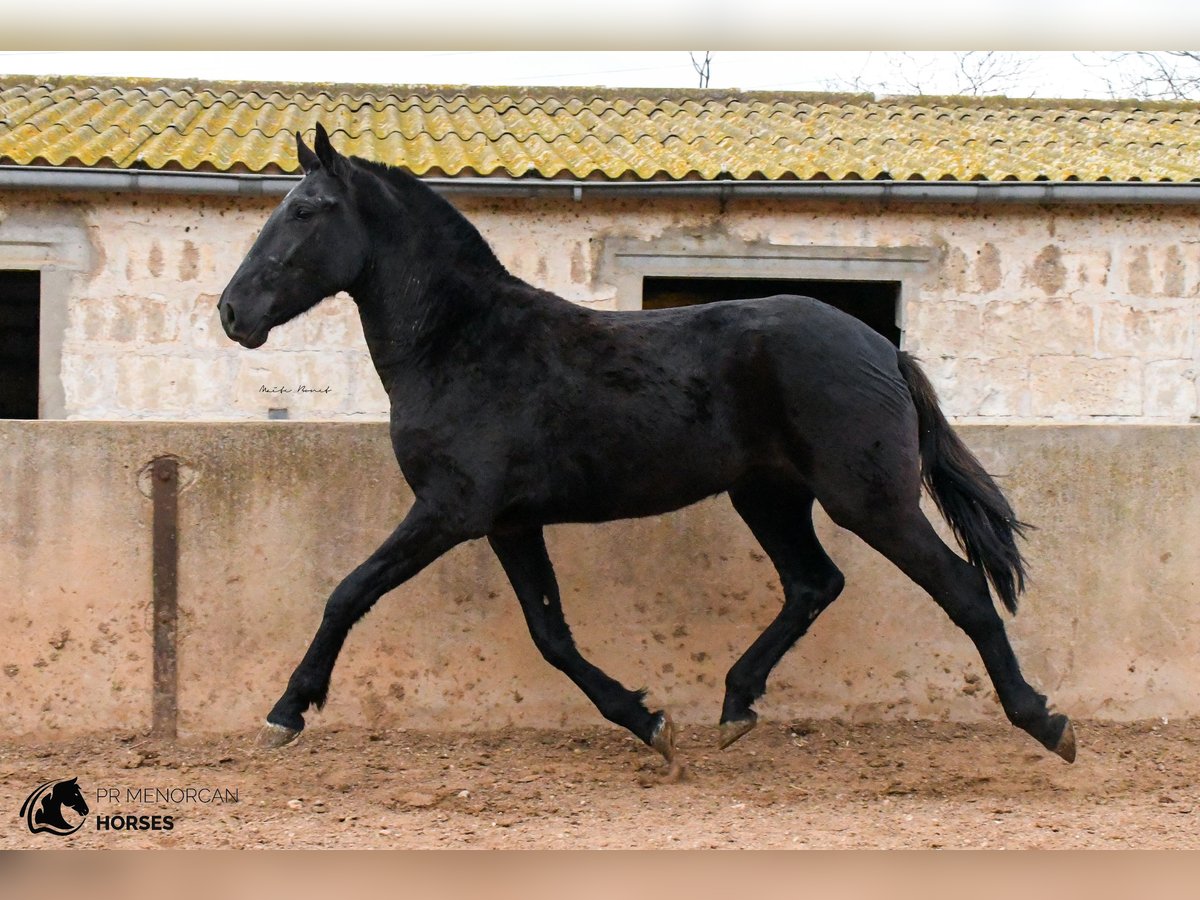 Menorquin Mare 4 years 15,2 hh in Menorca