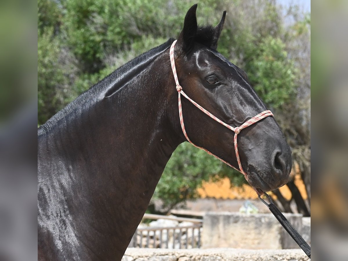 Menorquin Mare 6 years 15,2 hh Black in Menorca