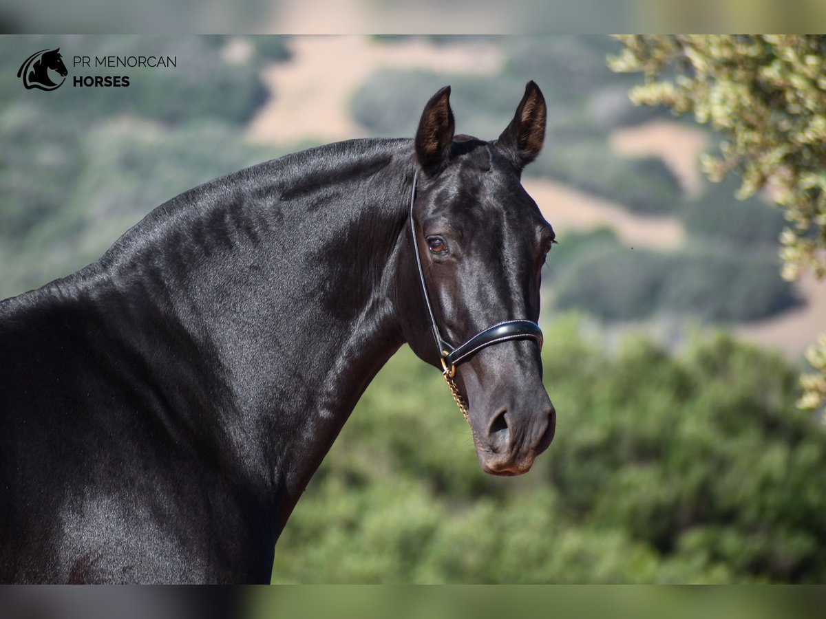 Menorquin Mare 7 years 14,3 hh Black in Menorca