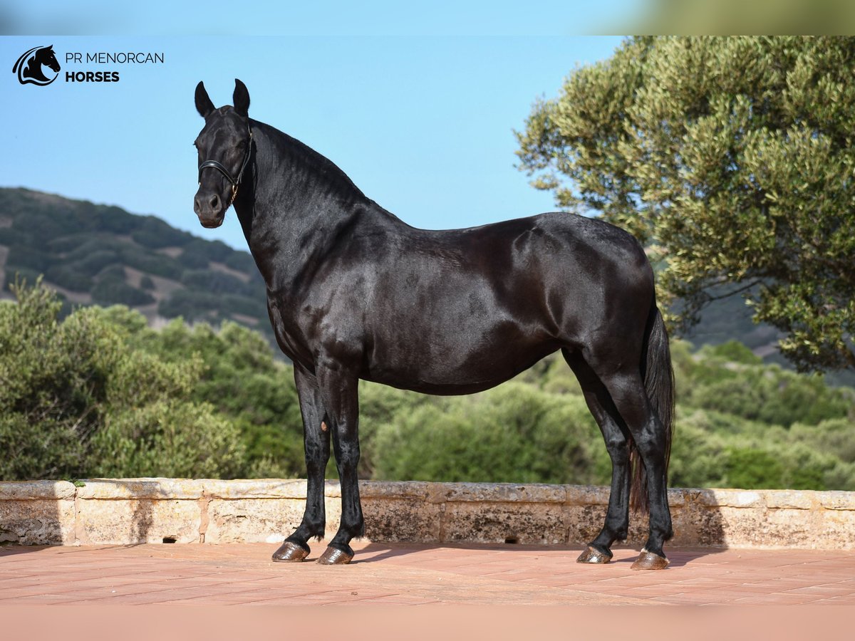 Menorquin Mare 8 years 15,1 hh Black in Menorca