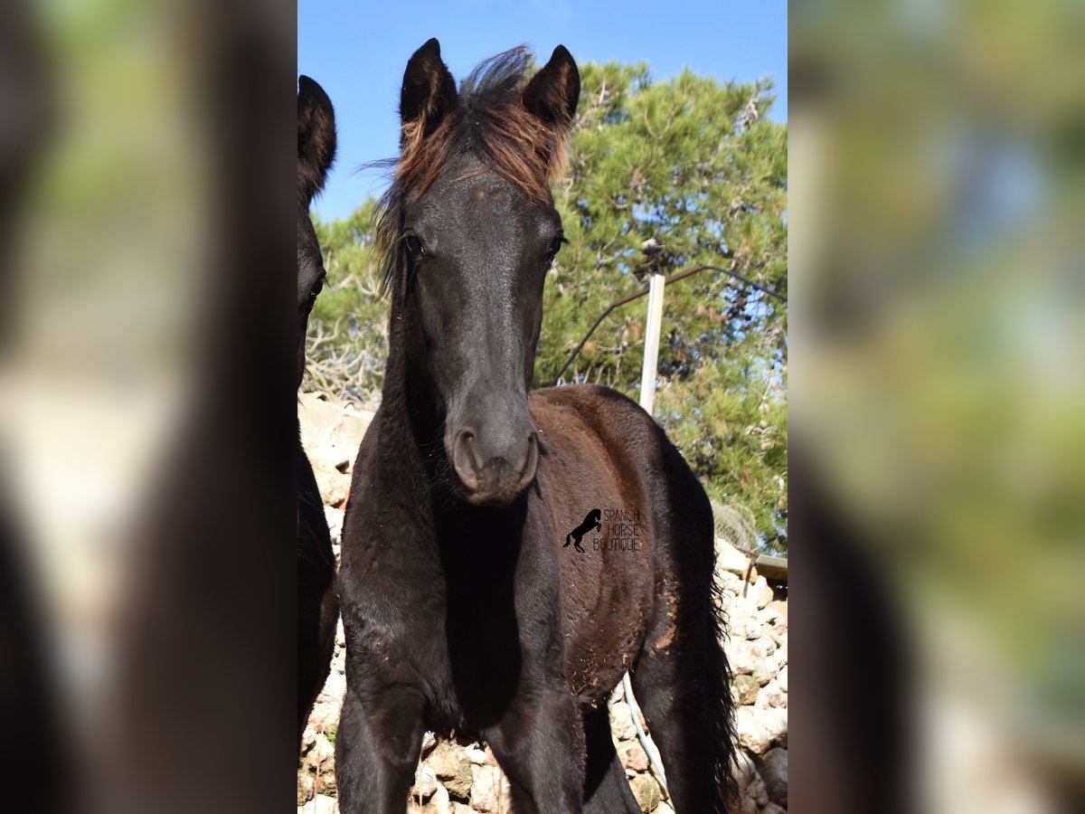 Menorquin Mare Foal (06/2024) 15,1 hh Black in Menorca